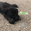 The M Litter; Mac - Photo 1