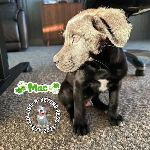 THE M LITTER; MAC - Terrier available for adoption