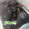 The M Litter; Mac - Photo 3