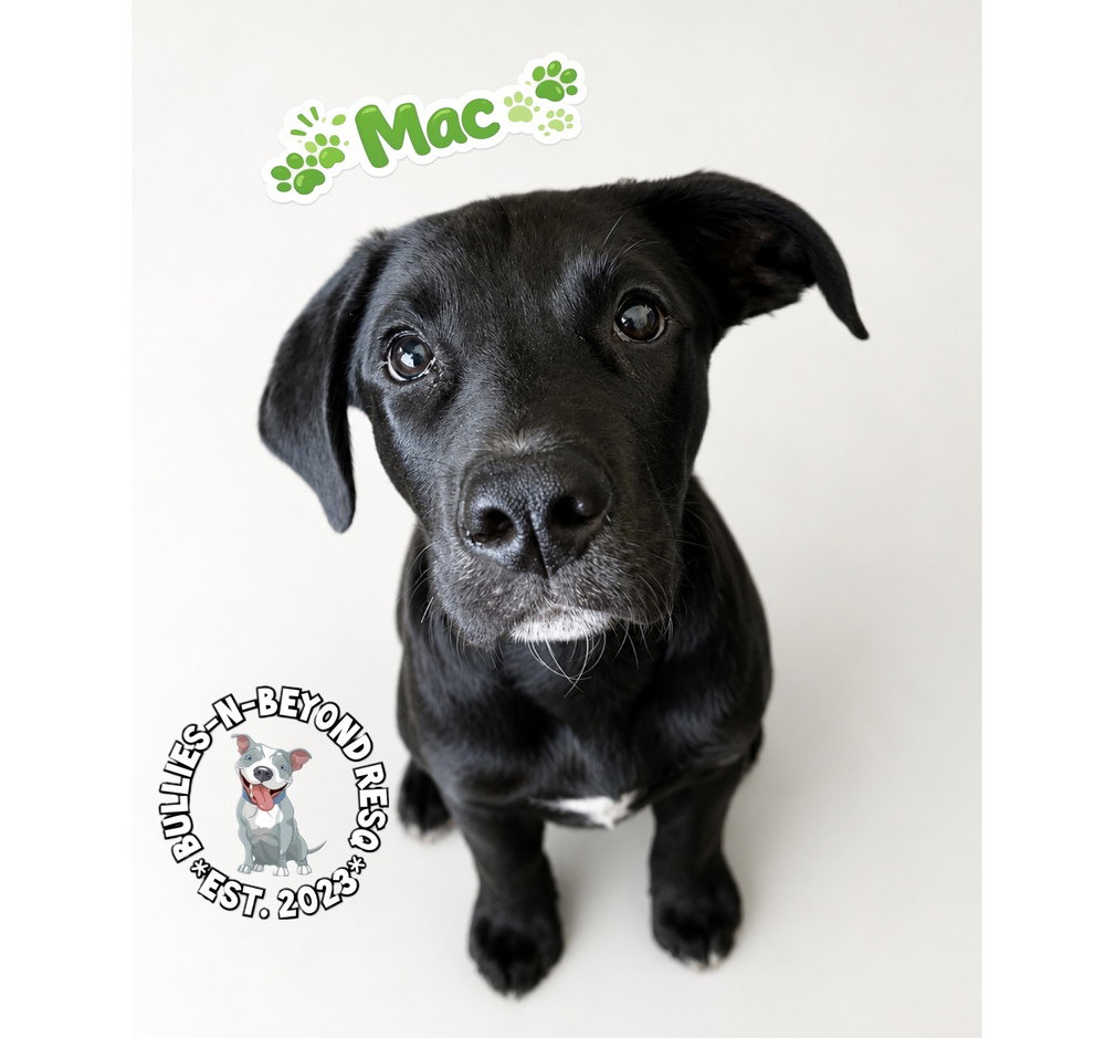 The M Litter; Mac Image