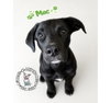 The M Litter; Mac - Photo 1
