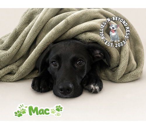 THE M LITTER; MAC - Terrier available for adoption