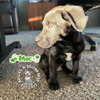 The M Litter; Mac - Photo 4