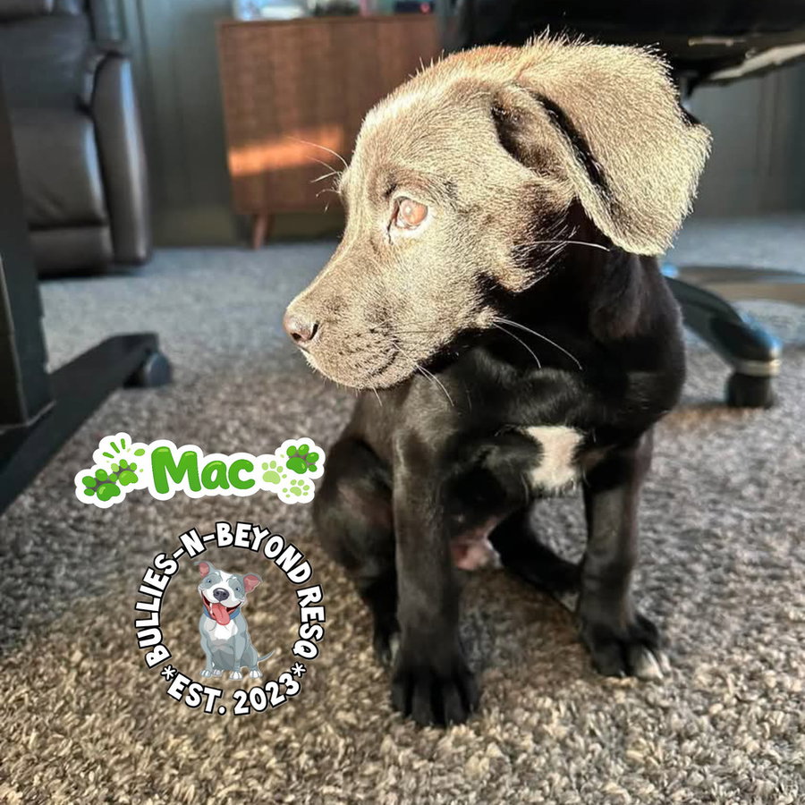 The M Litter; Mac