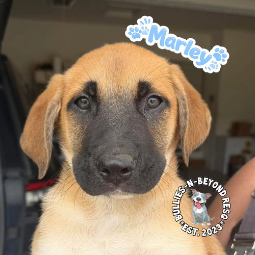 The M Litter: Marley, an adoptable Terrier in Omaha, NE