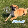 The M Litter: Marley - Photo 2