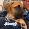 The M Litter: Marley - Photo 3