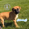 The M Litter: Marley - Photo 4