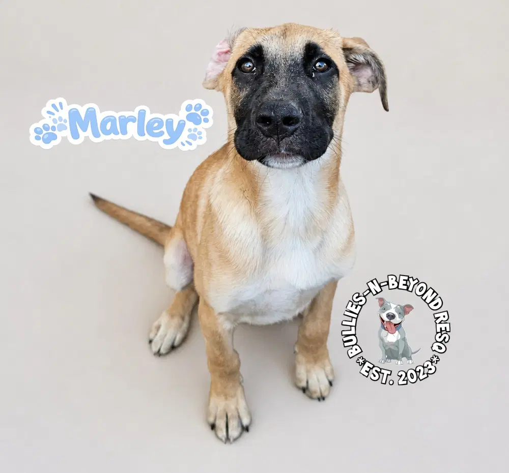 The M Litter Marley - Terrier