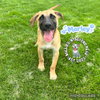 The M Litter: Marley - Photo 2