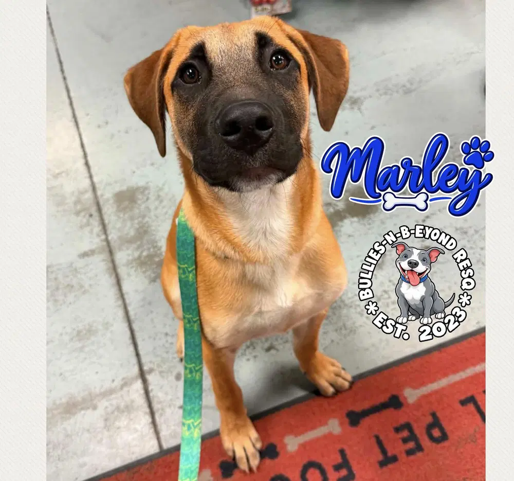 The M Litter Marley - Terrier