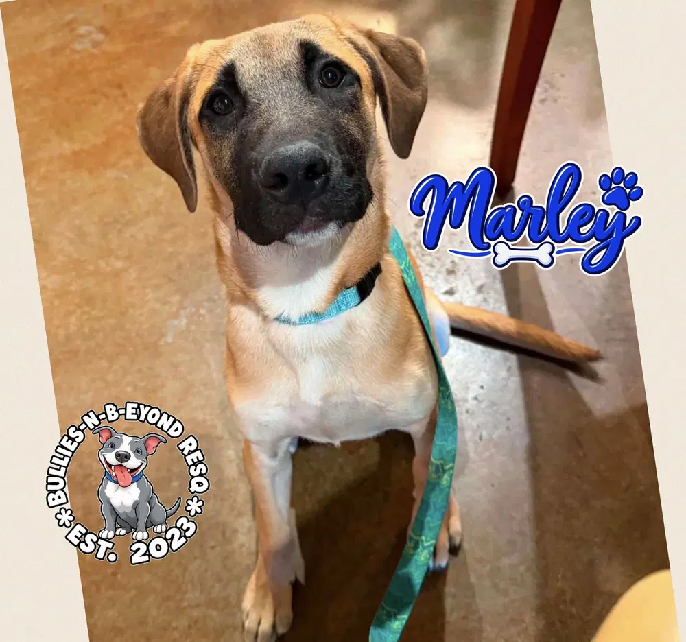 The M Litter Marley image 2