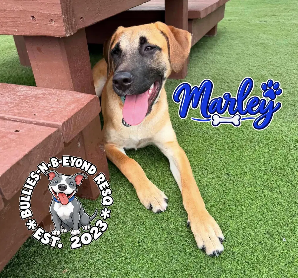 The M Litter Marley image 4