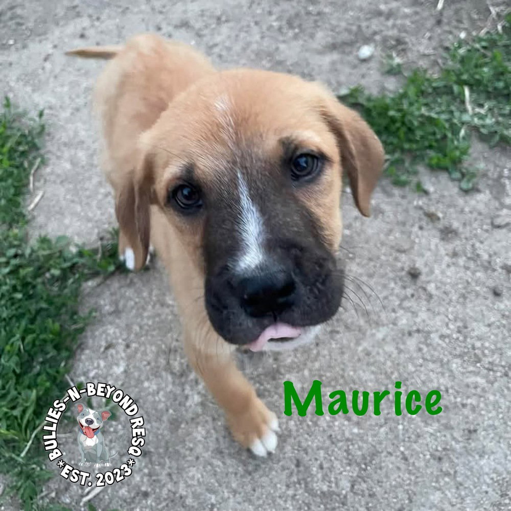 The M Litter: Maurice Image