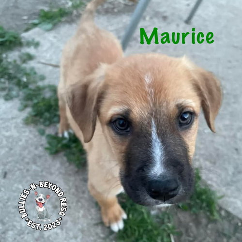 THE M LITTER: MAURICE - Terrier available for adoption