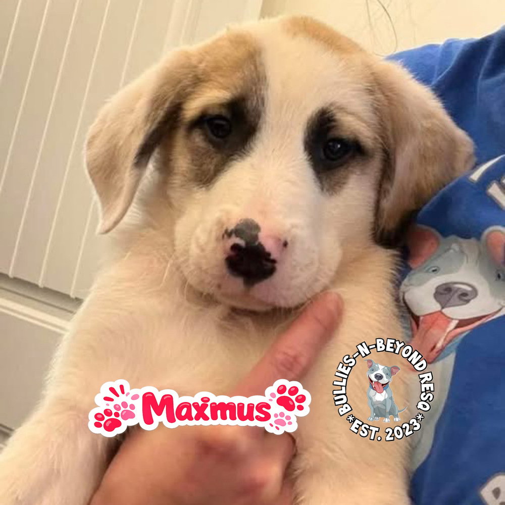 The M Litter: Maximus Image