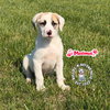 The M Litter: Maximus - Photo 2