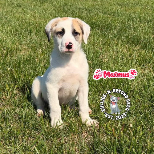 THE M LITTER: MAXIMUS - Terrier available for adoption