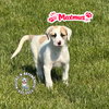 The M Litter: Maximus - Photo 3