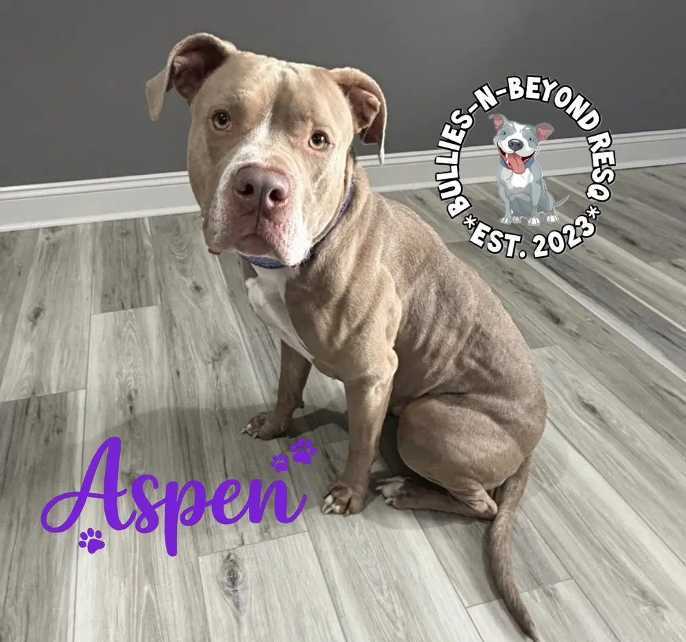 Aspen - American Staffordshire Terrier