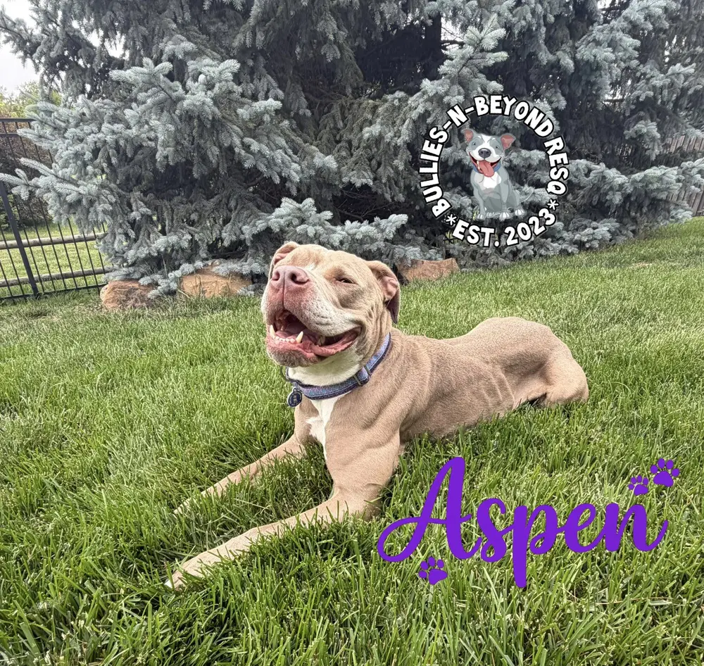 Aspen image 4