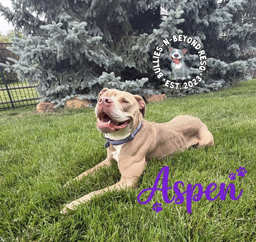 Aspen