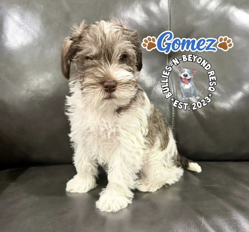 Gomez