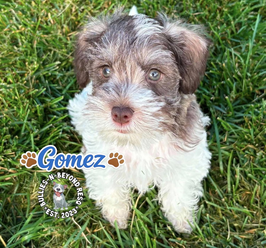 Gomez