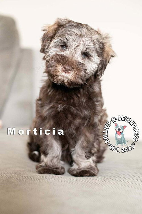 Morticia, an adoptable Miniature Schnauzer in Omaha, NE