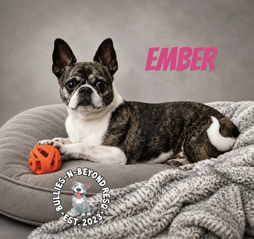 Ember - Boston Terrier