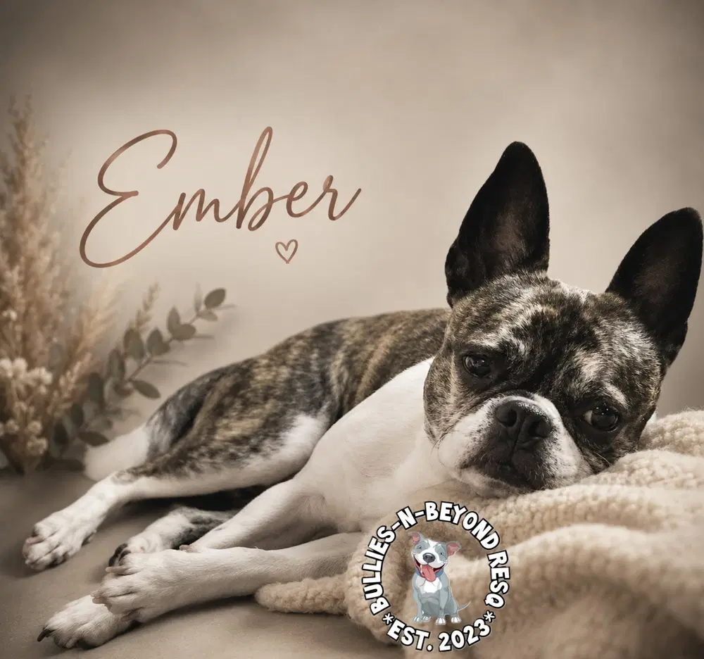 Ember image 2