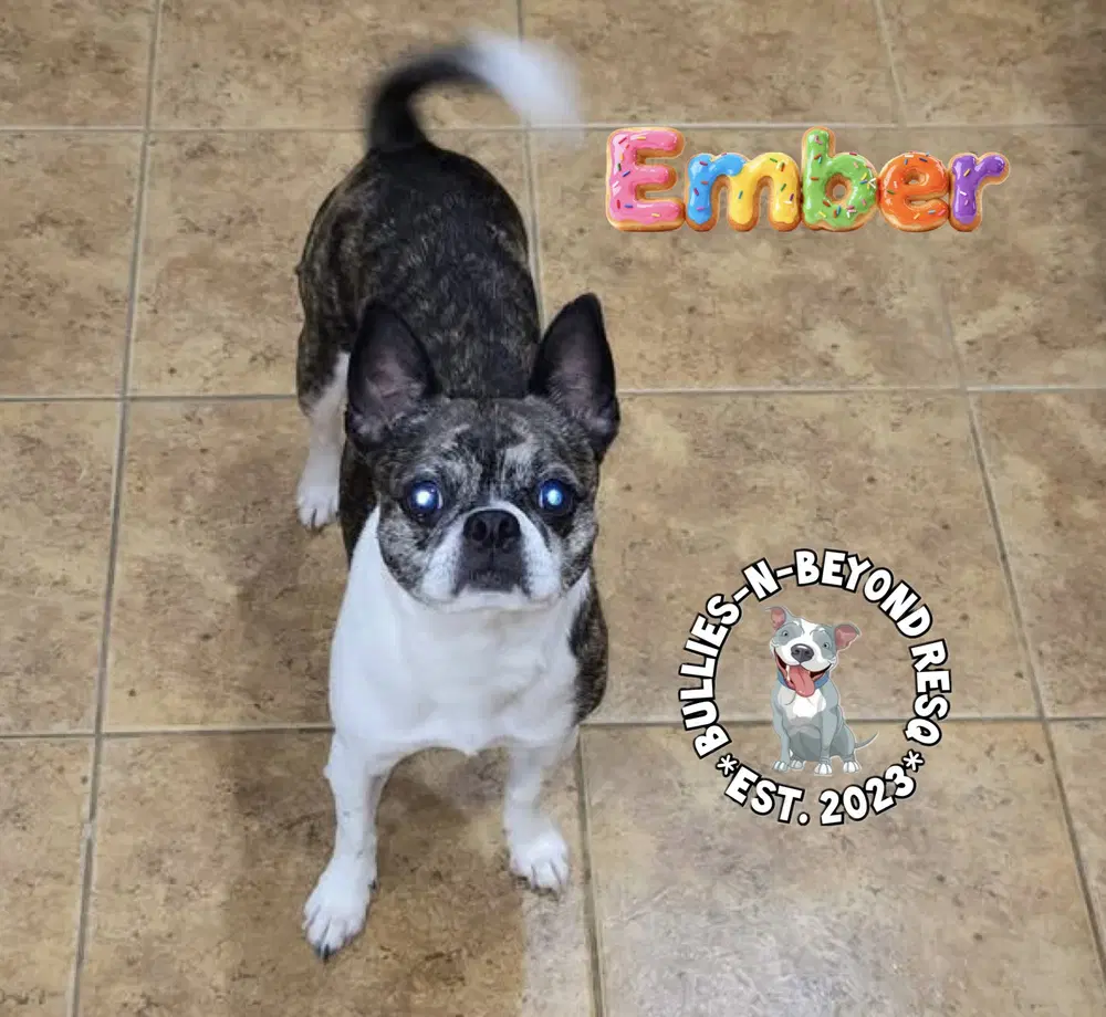Ember image 3