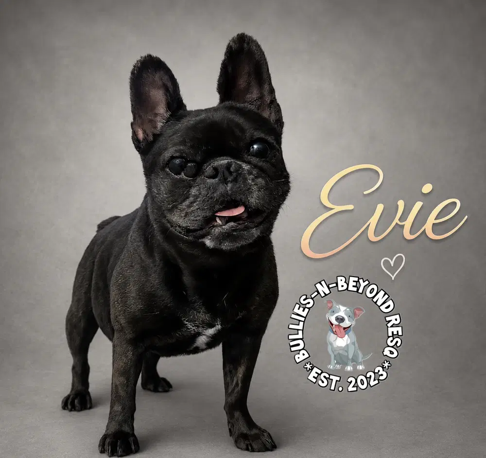 Evie - French Bulldog