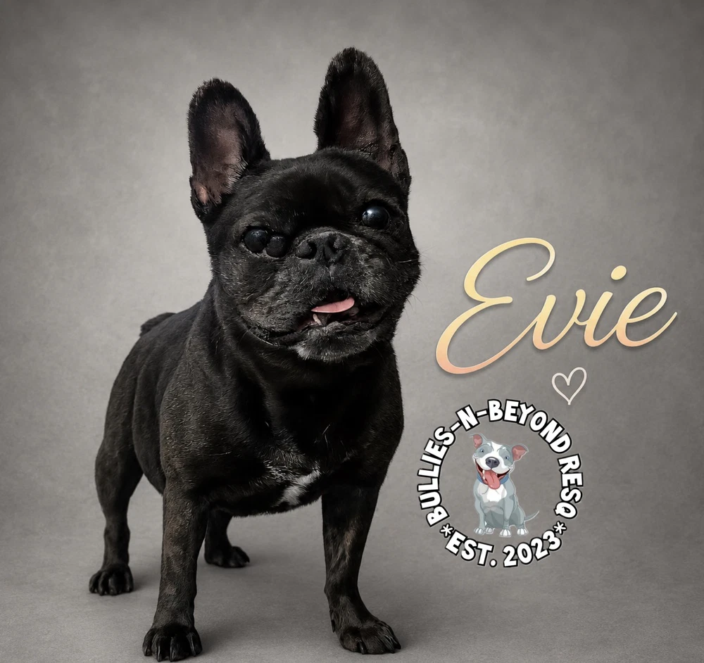 Evie