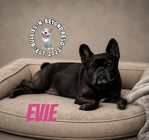 Evie, photo 2