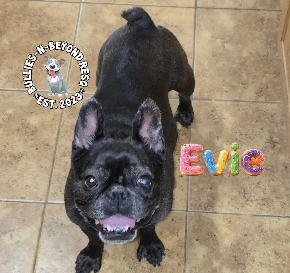 Evie image 3