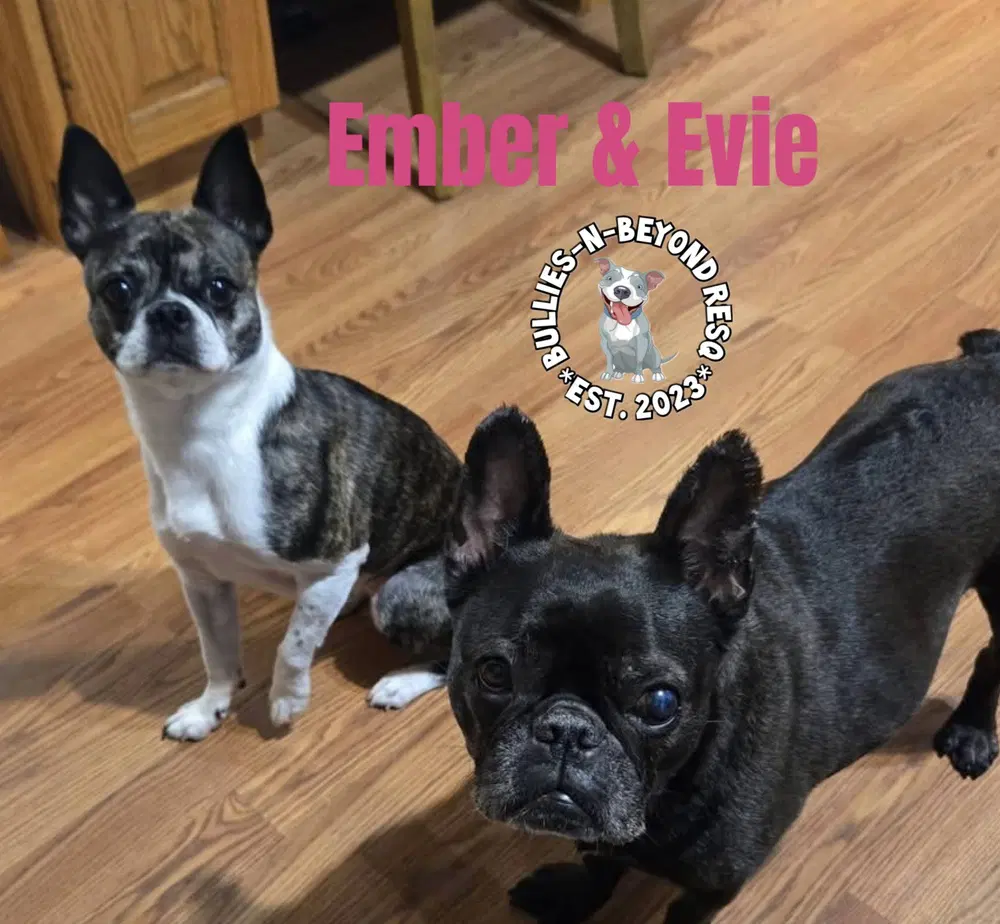 Evie image 4