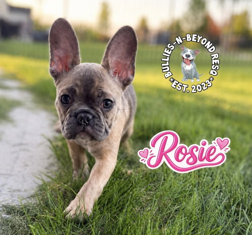 Rosie