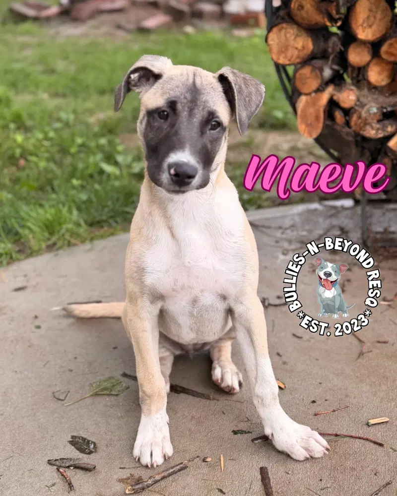 The M Litter Maeve - Terrier