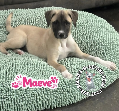 The M Litter; Maeve photo 4