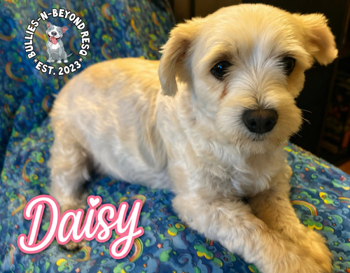 Daisy, photo 2
