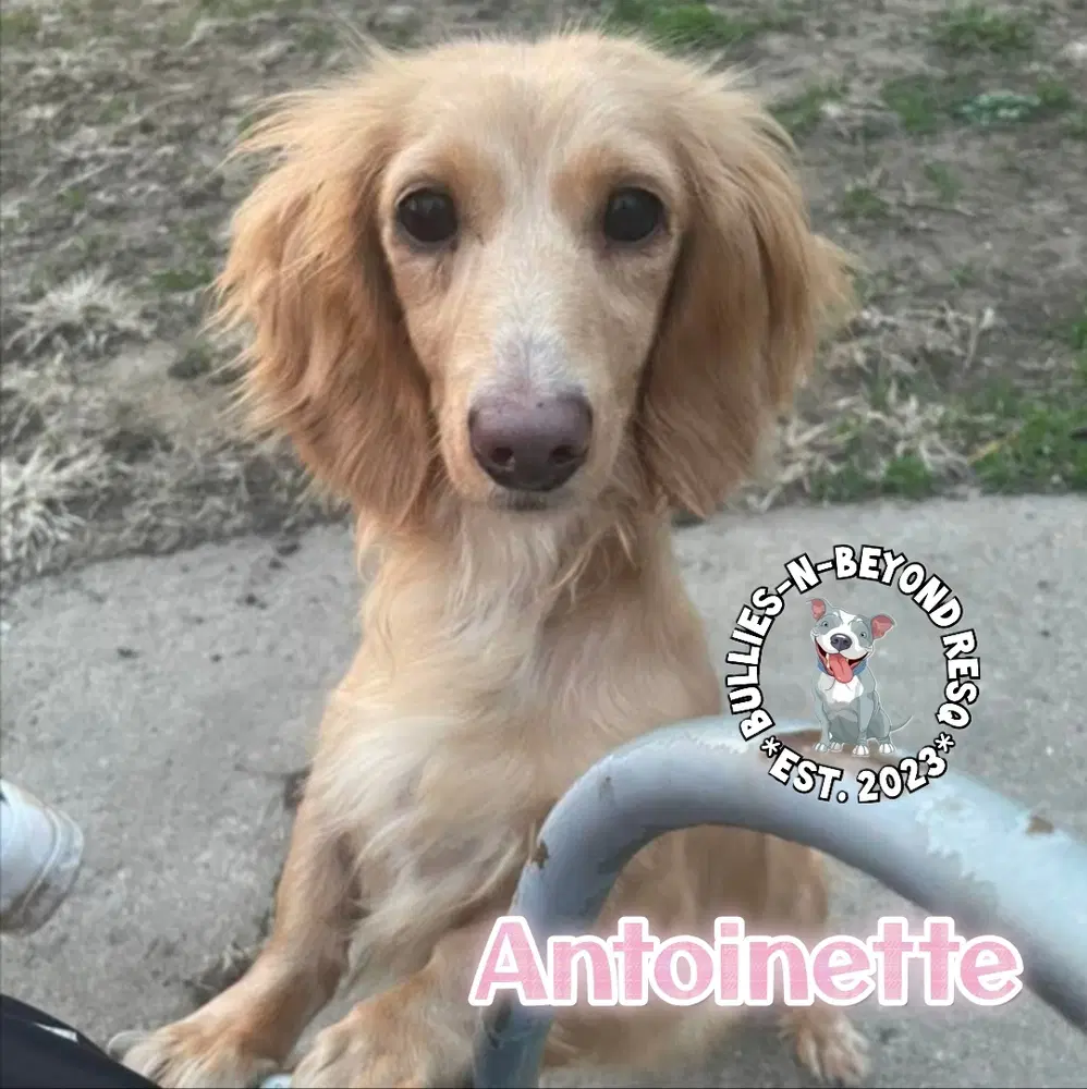 Antoinette - Dachshund