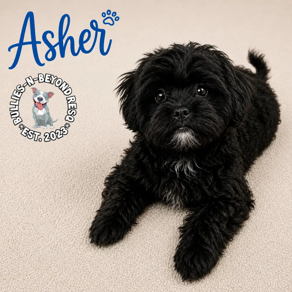 Asher - Shih Tzu