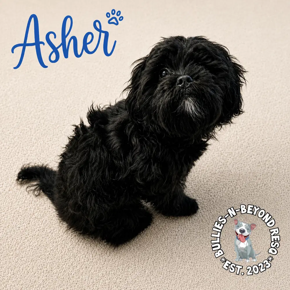 Asher image 2