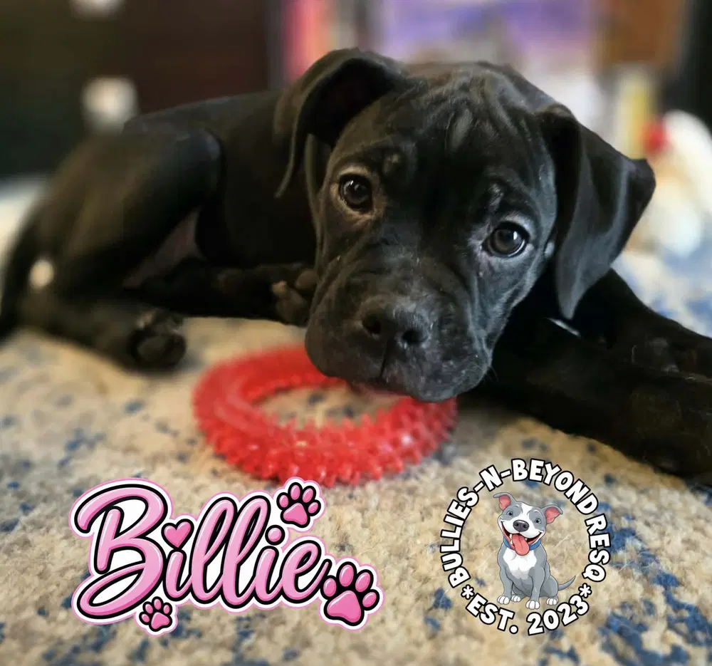 Billie image 2