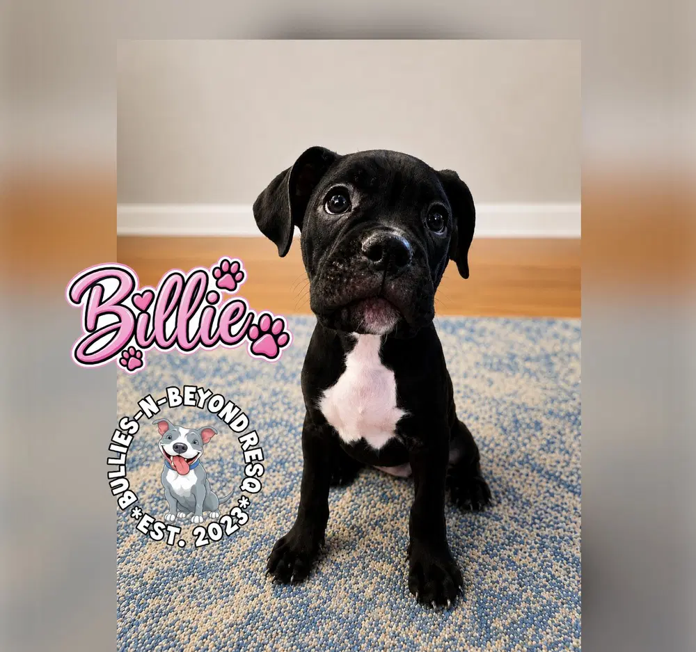 Billie image 3
