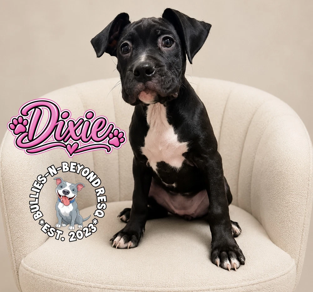 Dixie