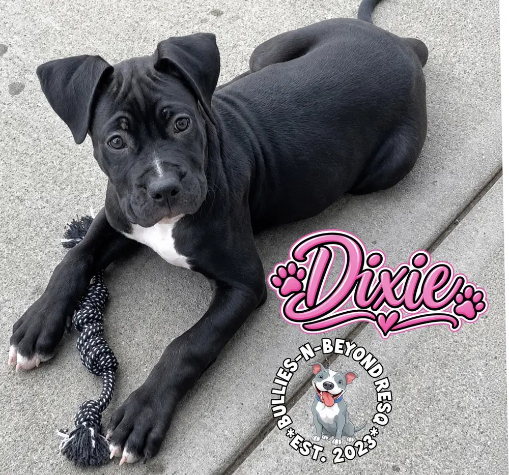 Dixie image 2