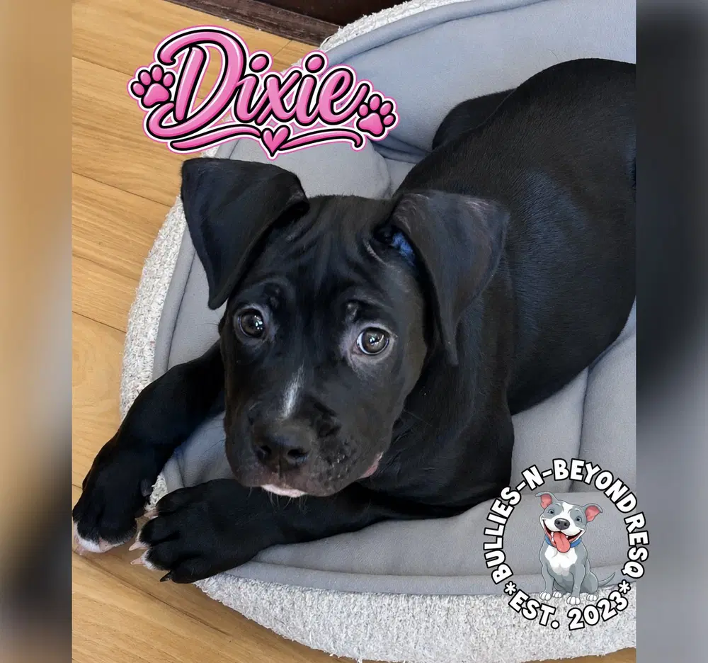 Dixie image 3