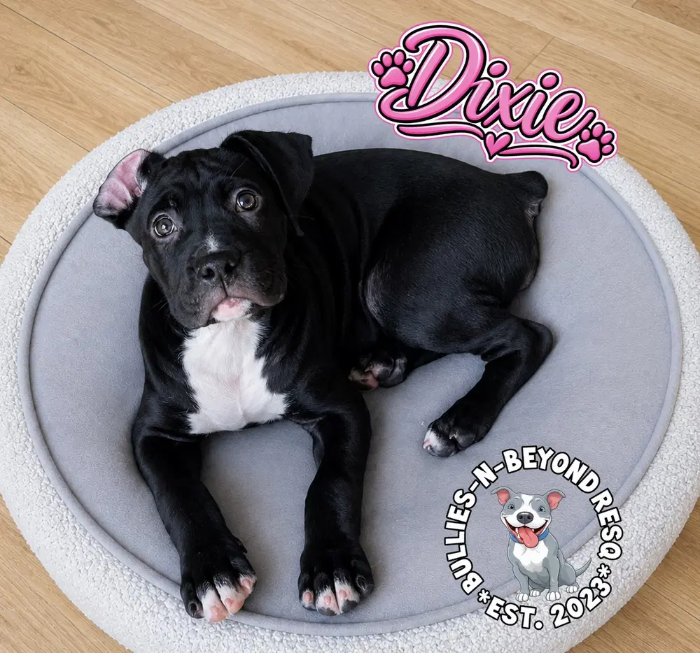 Dixie image 4